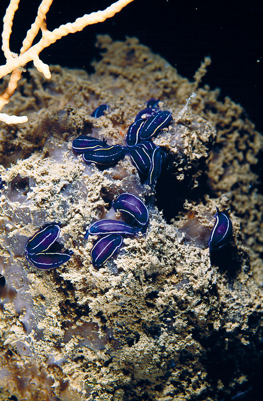 Hypselodoris tricolor